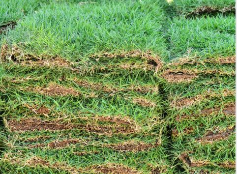 the Right Sod for Your Yard