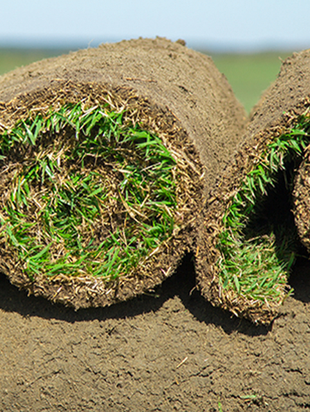 turf grass for every lawn