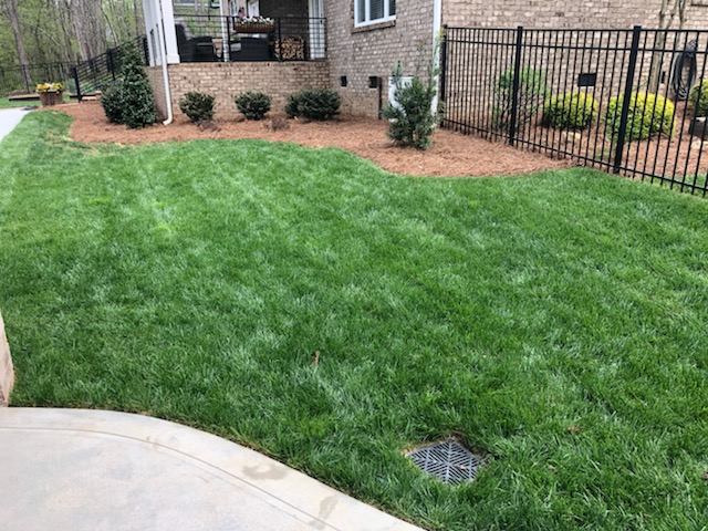 Tall Fescue is the most popular turf we deliver to homeowners in North Carolina. It is the most widely grown cool-season grass in the Tar Heel State. So, when is the best time to plant fescue grass?